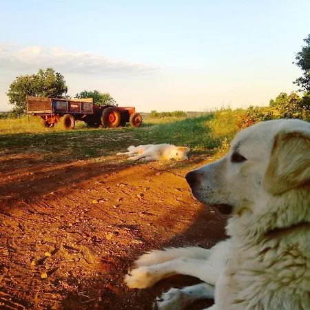 Farm stay Poggio Ferrata Ruvo di Puglia