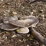 Poggio Ferrata בית חווה *
